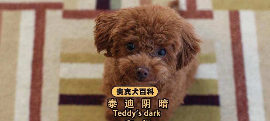 贵宾犬毛为何会逐渐变白？（探究贵宾犬毛变白的原因和影响）