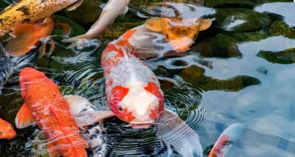 锦鲤鱼的裸缸养之谜（为什么要选择裸缸养锦鲤？（）
