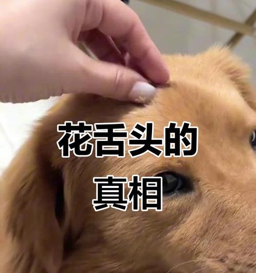 狗的舌头的神奇之处（解密狗的舌头，发现它的多重用途）