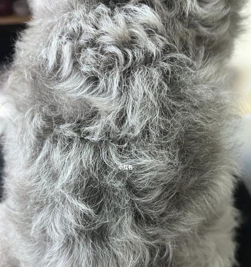 《灰色泰迪的华丽转变》（从普通灰色到返灰为主，探索泰迪毛发的变化之旅）