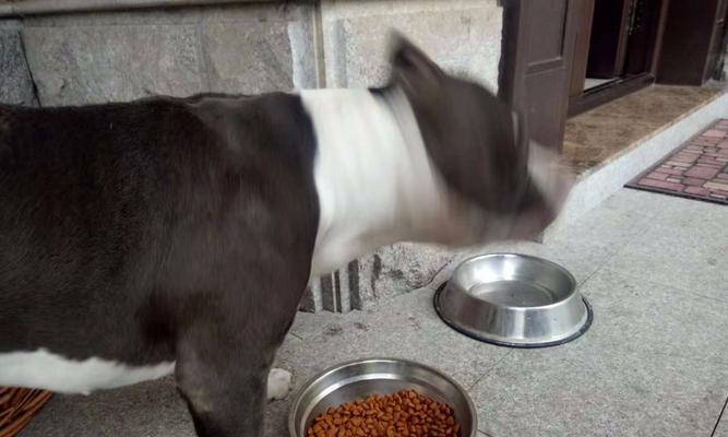 解析狗厌食症（了解狗厌食症的常见症状及应对方法）