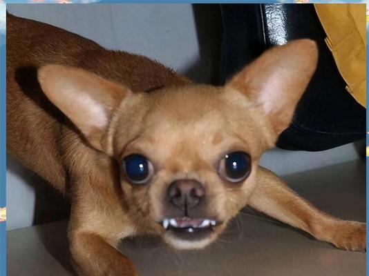 吉娃娃的争议性及其引起不满的原因（揭示吉娃娃背后的引起争议的因素）