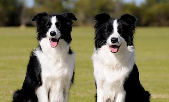 边境犬的饮食需求及适合的狗粮选择（全面了解边境犬的饮食习惯与健康要求，为其选择适宜的狗粮）