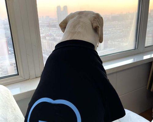 金毛狗何时掉毛？（了解金毛狗的掉毛周期及原因）