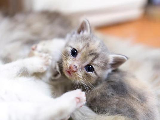 奶猫人工喂养的重要性与方法（如何正确进行奶猫人工喂养）