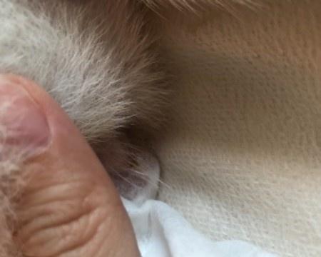 狗狗舔尿道的原因与危害（探究狗狗舔尿道的动机及其可能导致的健康问题）