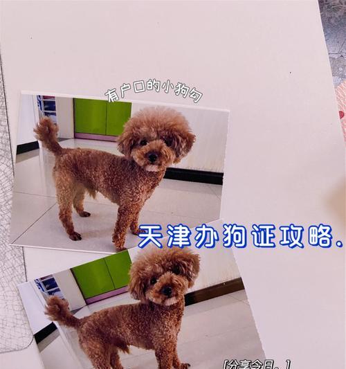 狗户口办理需提供的证件及相关要求（了解狗户口办理所需证件及要求，为宠物生活保驾护航）