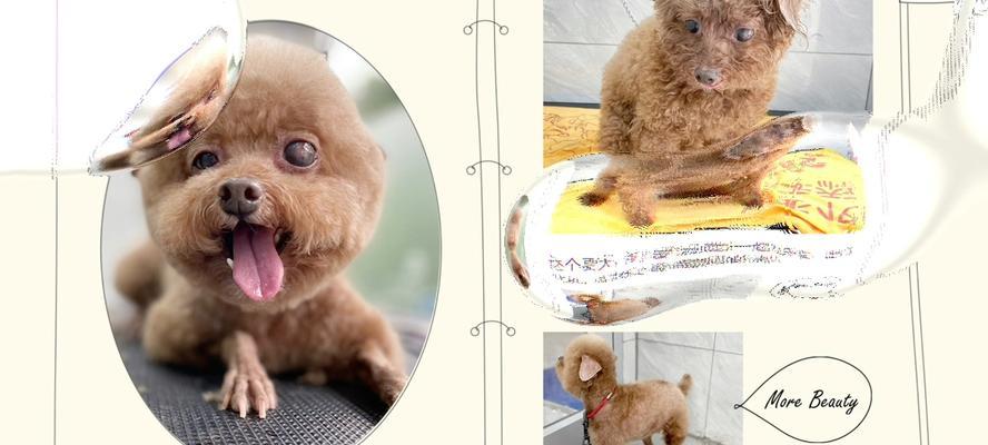 宠物店狗剪毛时间多久？（了解宠物店狗剪毛所需时间及影响因素）