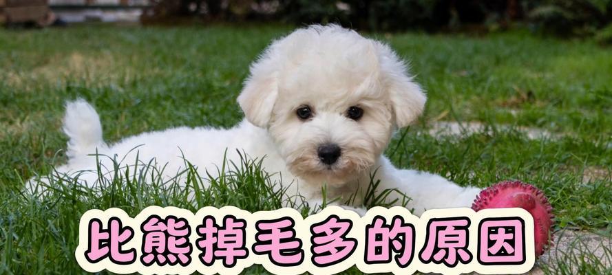比熊掉毛的时间与原因（了解比熊掉毛的周期和生理变化，掌握科学护理方法）
