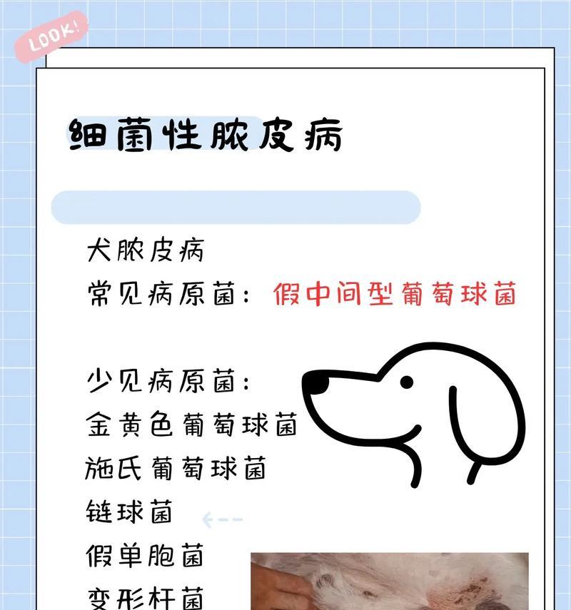 泰迪脓皮症的治疗及预后时间（了解泰迪脓皮症的康复进程和期望）