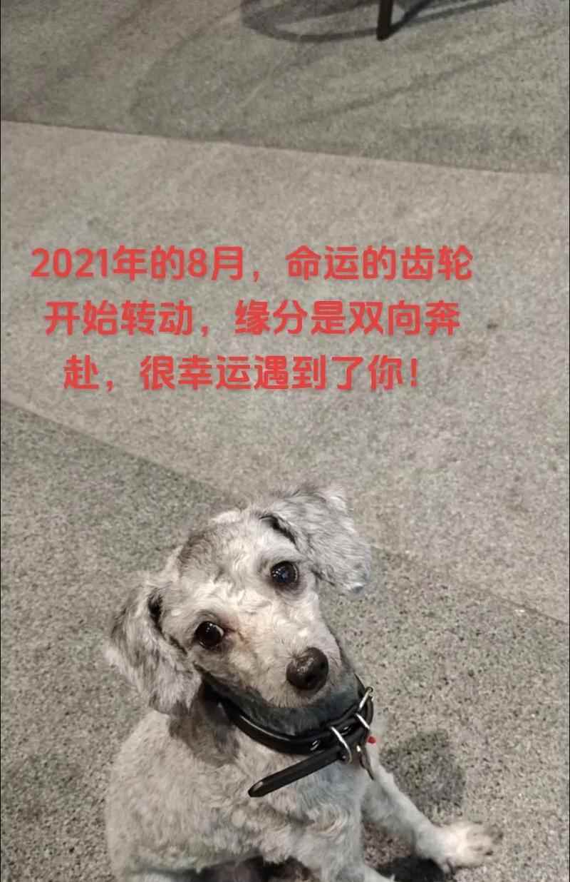 探秘泰迪狗的魅力（从外貌到性格，为什么泰迪狗成为宠物界的宠儿？）