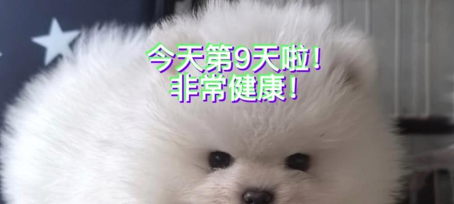 成都犬舍（探索成都犬舍的多样魅力，让你爱上这座城市）
