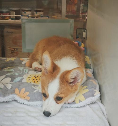 泰迪狗狗的饮食需求与健康管理（以泰迪生了狗狗吃什么？如何合理安排饮食？）