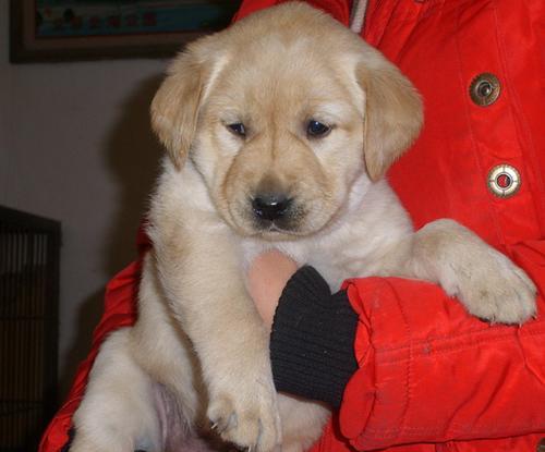 购买宠物狗所需证件及相关要求（了解买宠物狗必备的证件和注意事项，让你的宠物生活更安心）