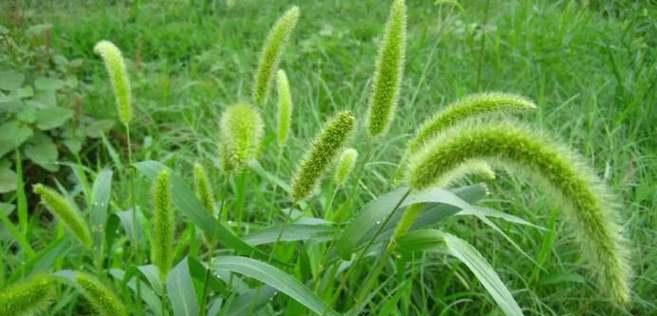 《研究表明，狗尾巴掉落的原因与品种有关》（探索狗尾巴掉落的关键因素以及如何预防）