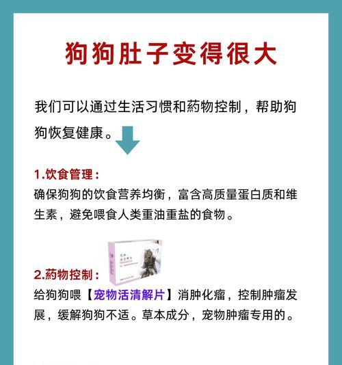狗狗胃炎的症状及其治疗方法（了解狗狗胃炎的症状并及时采取措施保护你的爱宠）
