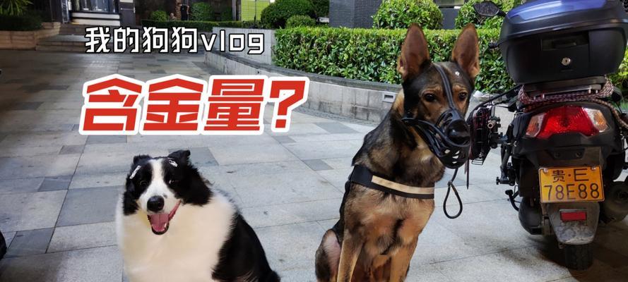 养什么狗最赚钱？（以经济利益为主导的犬类选择指南）