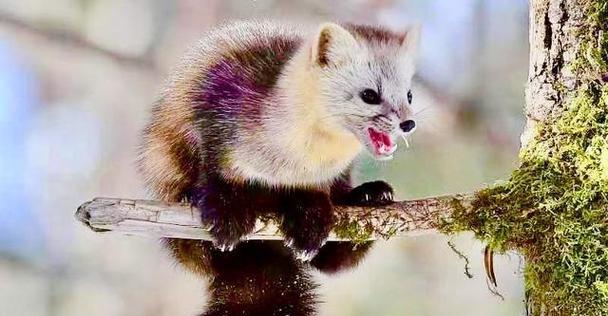 探寻貂鼠品种的多样性（解密貂鼠家族中的不同特征和习性）