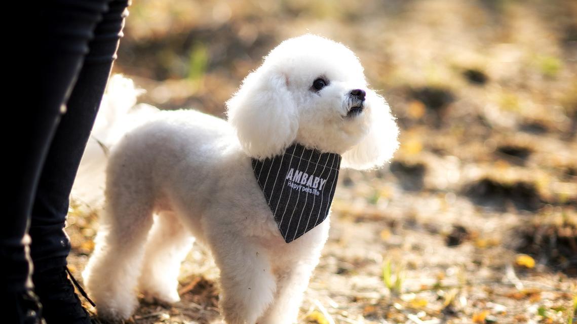 狗狗为何会有头皮屑（头皮屑问题的成因及解决方法）