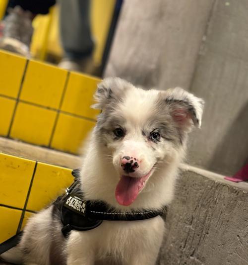 陨石边牧（探索未知的宇宙之旅与可爱牧羊犬的完美融合）