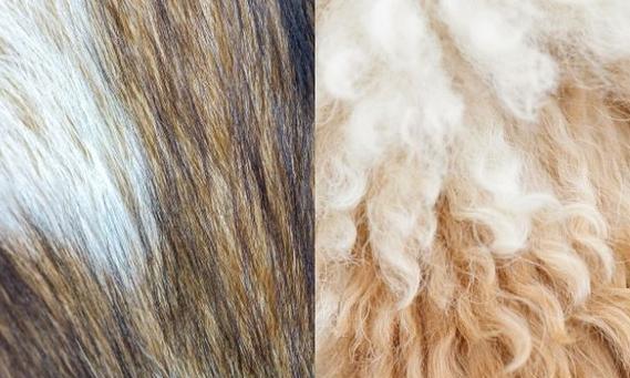 揭秘狗掉毛的原因（为什么狗会频繁掉毛？如何应对狗掉毛问题？）