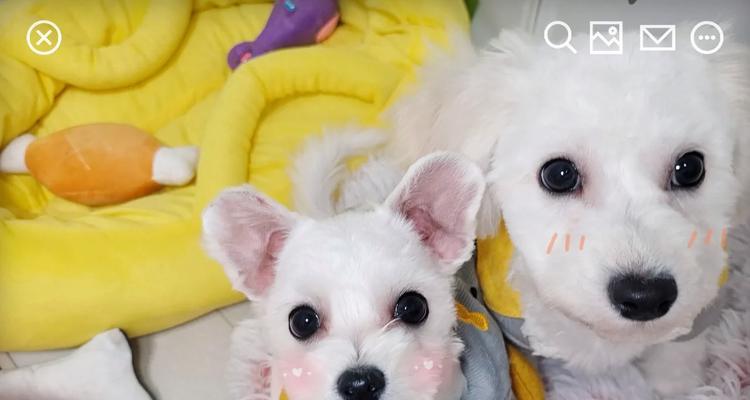 为什么要剪狗的胎毛（探索剪胎毛对狗的好处及如何正确进行剪胎毛）