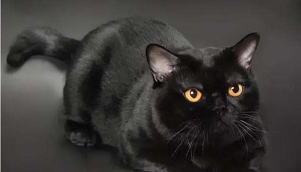 猫屁股上黑色物质的意义（探究猫屁股上黑色物质的产生和功能）