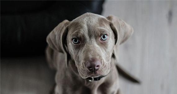 以狗寻回是什么意思？（探讨狗的寻回能力及其对人类的帮助）