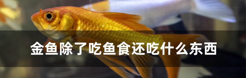 金鱼进食的时间规律及影响因素（以食量和光照条件为的探究）