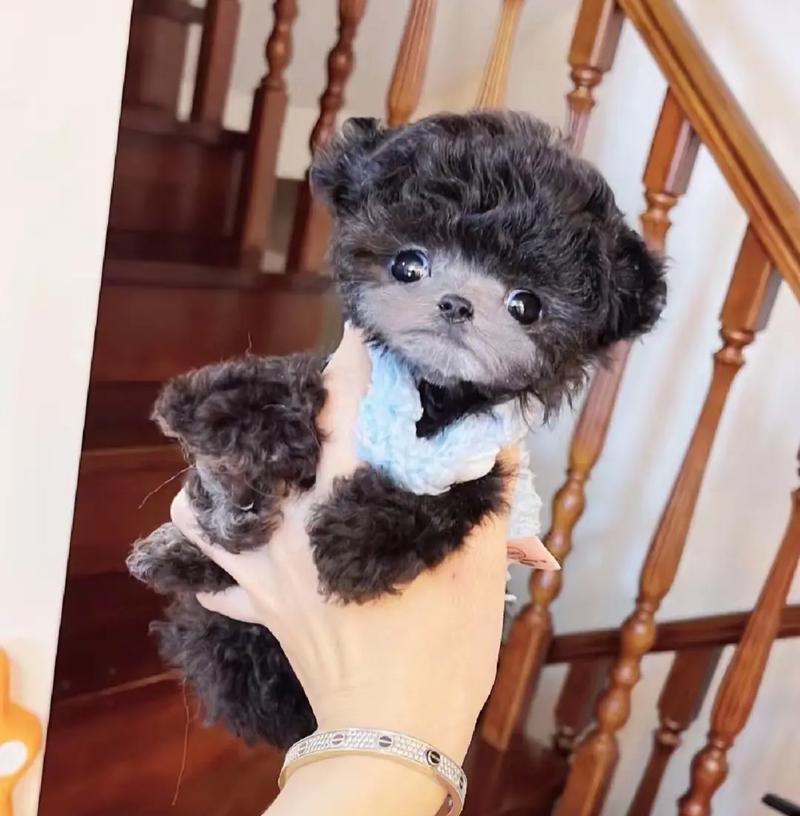 三个月泰迪的饮食（营养均衡的狗粮之外，给泰迪宝宝提供更多美味的选择）