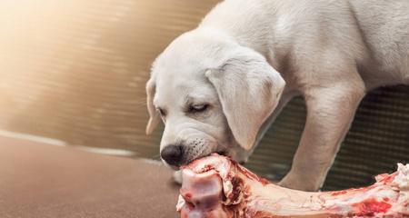 小狗饮食指南——什么肉最适合小狗食用？（一份详细的小狗饮食指南，帮助您选择适合小狗的肉类食品。）