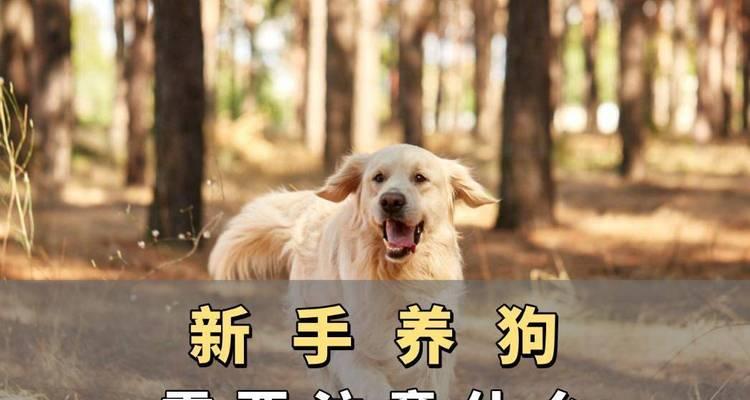 以配狗前注意什么东西（养狗前需要注意的关键事项）