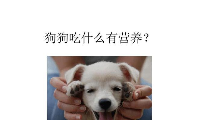 小狗下载后的饮食问题（了解小狗的饮食需求，为其提供健康的食物）