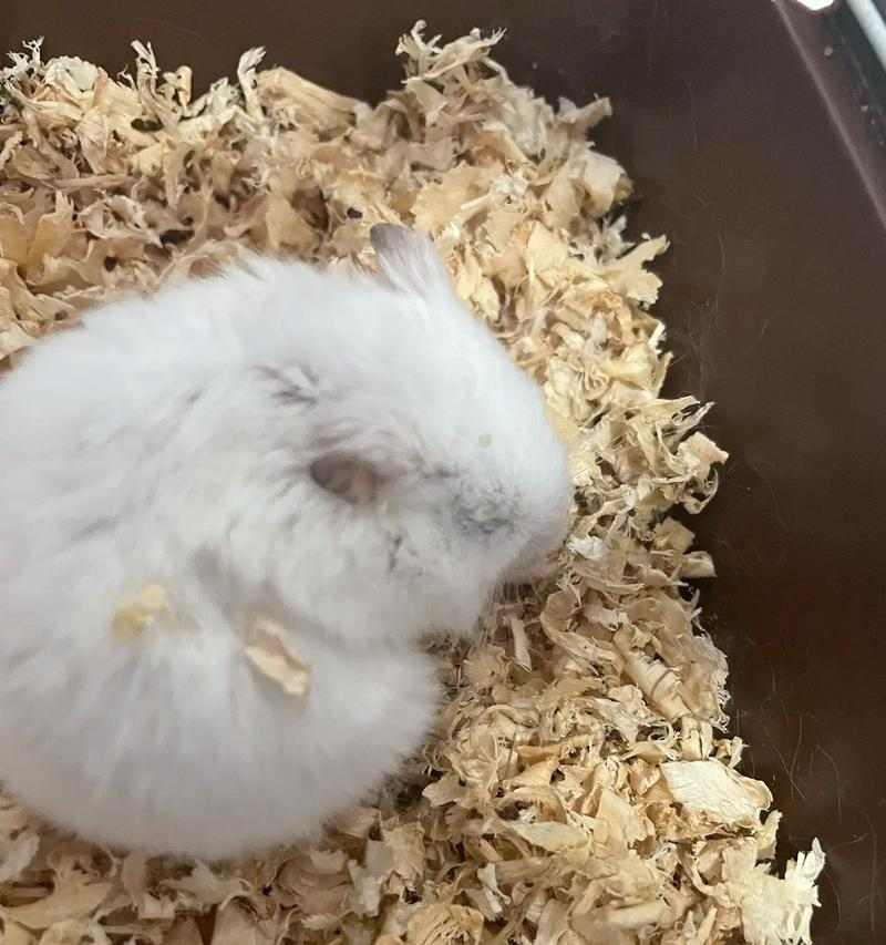 小仓鼠为何会出现拉肚子现象？（探究小仓鼠拉肚子的原因与应对方法）