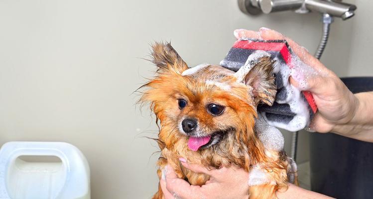 宠物泰迪洗澡的注意事项（宠物泰迪洗澡的正确方法与注意事项）