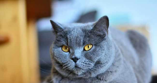 探秘眼睛蓝色的猫的奥秘（神秘的蓝眼猫——源自天然还是遗传？）