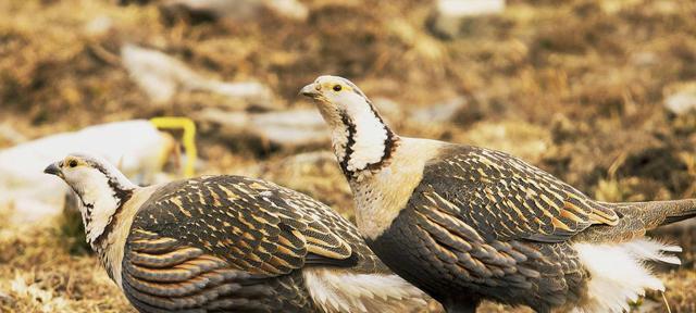 以大点的鸟吃什么？（大型鸟类的食物来源与特点）
