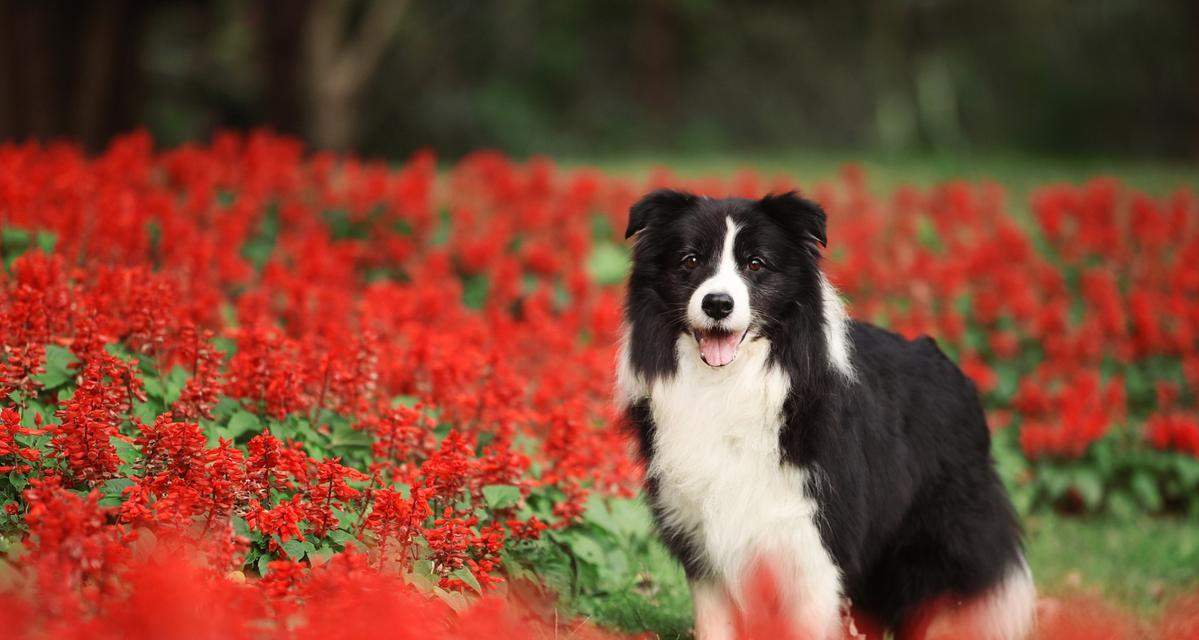 以苏牧幼犬喂什么？（为你的苏牧宝宝提供健康饮食的关键）