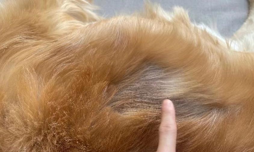 治疗狗狗真菌皮肤病的饮食指南（探索营养与天然食品，有效缓解狗狗真菌皮肤病）