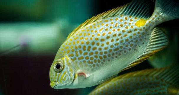 以金鱼保持水质，打造清澈水族箱（金鱼养殖的关键在于保持水质，掌握这个关键，水族箱清澈如镜）