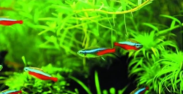 以灯鱼为主的混养鱼类选择及技巧（探索与灯鱼相适应的鱼类品种及其优势和养殖要点）