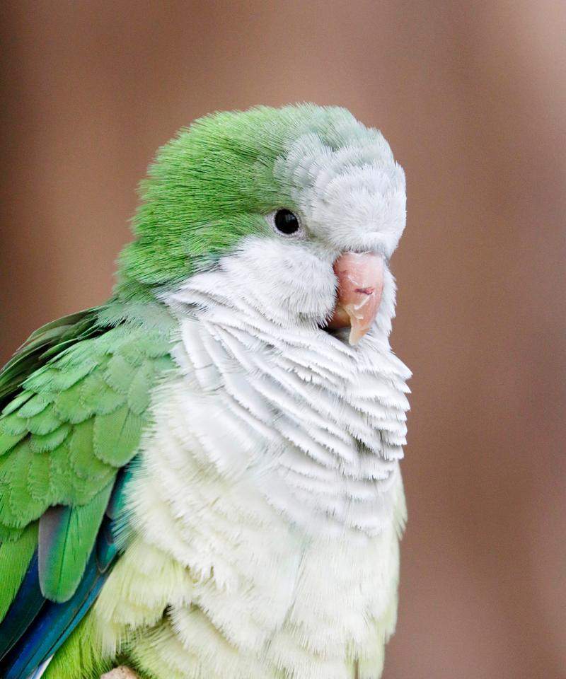 家庭养鹦鹉，一个好养的宠物选择（选择鹦鹉作为家庭宠物，一起享受快乐时光）