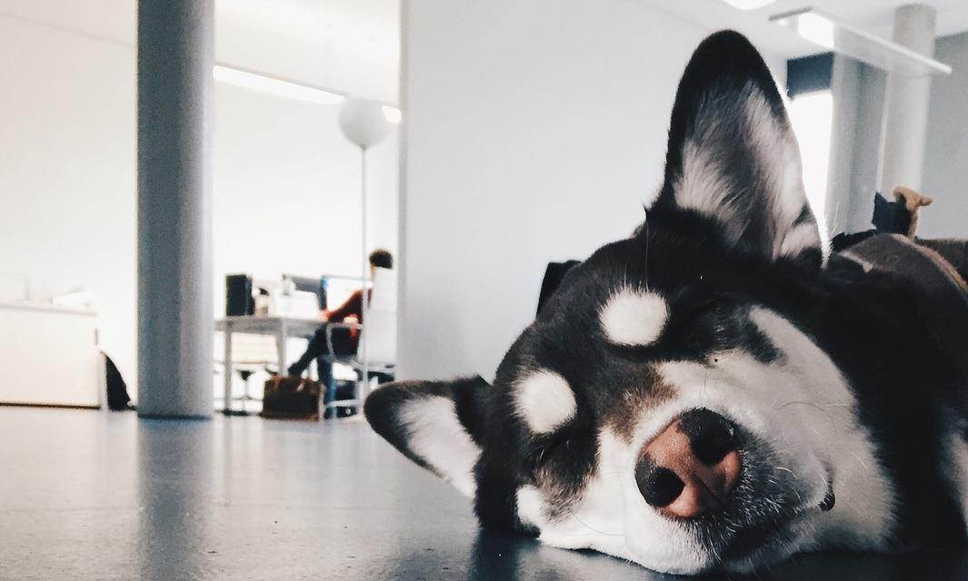 爱咬东西的狗如何正确训练（探究狗咬东西的原因及解决方法）