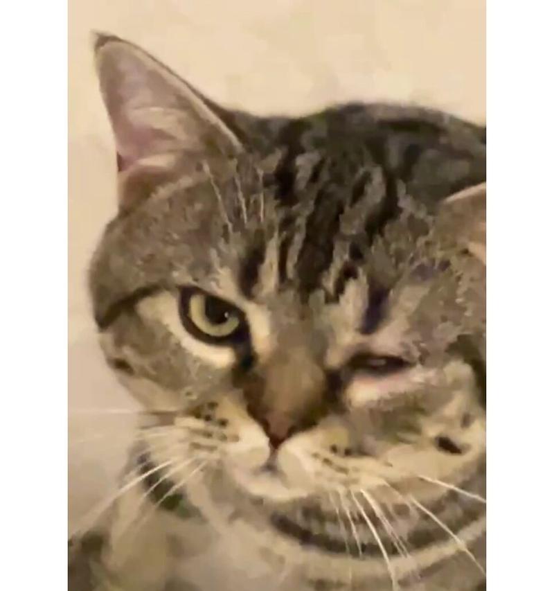 猫流眼泪的原因解析（探究猫咪为何会流泪以及如何应对）