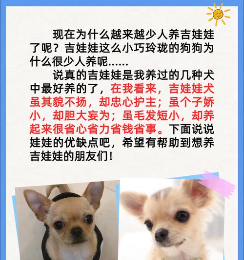 如何给吉娃娃公狗取名字？（一些适合吉娃娃公狗的名字及取名的关键因素）