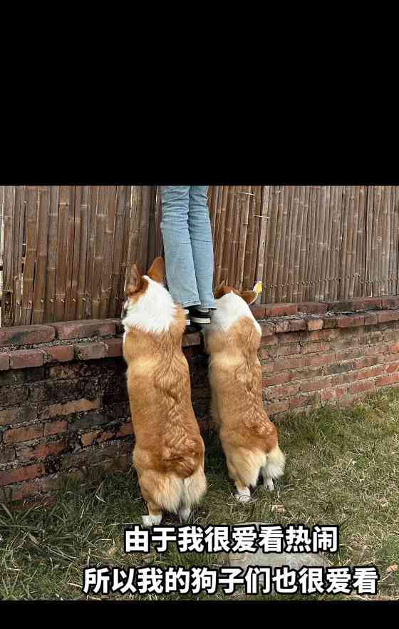 迷人的柯基犬——可爱与机智并存（探索柯基犬的独特魅力与智慧）