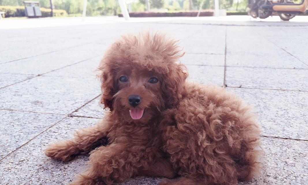 泰迪宝宝的健康饮食（为宠物泰迪提供营养丰富的水果，让它快乐成长）