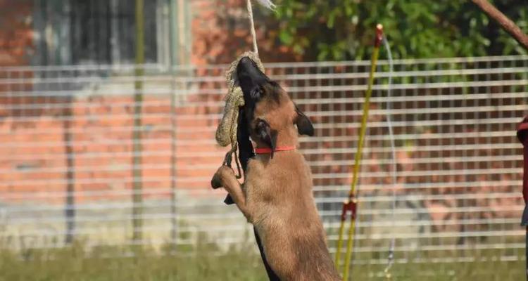 小马犬的饮食禁忌（切勿喂食以下食物，保护你的小马犬健康）