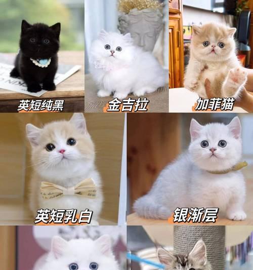 萨摩耶狗狗饮食注意事项（为您的爱宠提供健康的饮食）