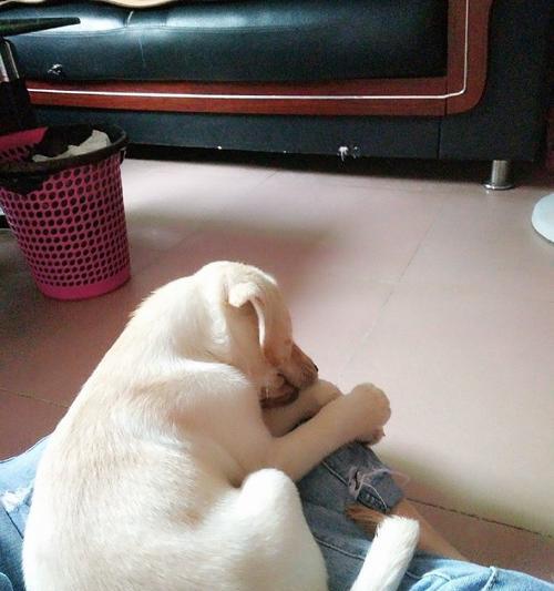 狗狗的玩伴，和谁最合适？（寻找适合陪伴狗狗玩耍的宠物朋友）